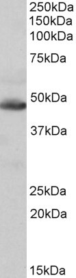 IDH2 Antibody in Western Blot (WB)