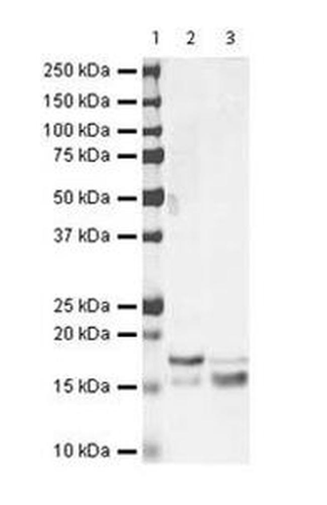 SUMO2/SUMO3 Antibody in Western Blot (WB)