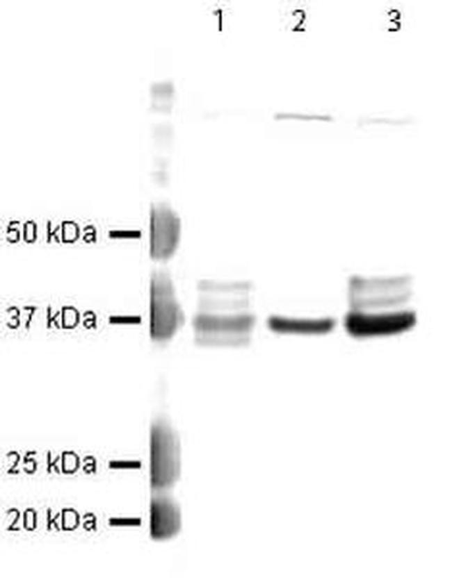 hnRNP A1 Antibody in Western Blot (WB)