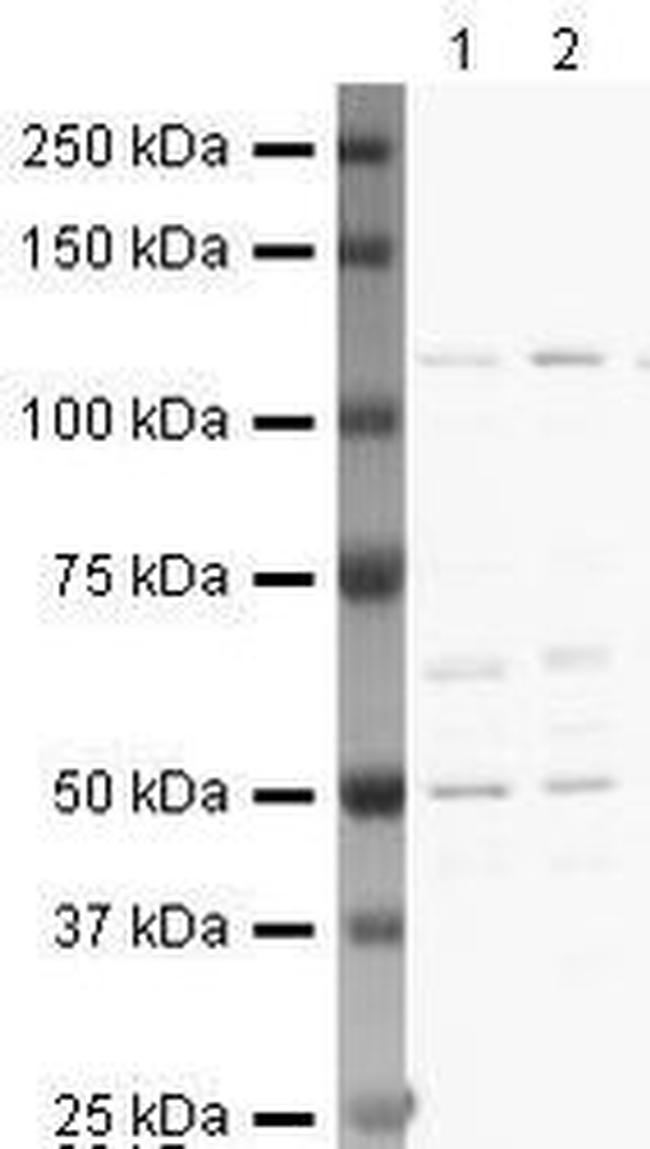TNFRSF11B Antibody in Western Blot (WB)