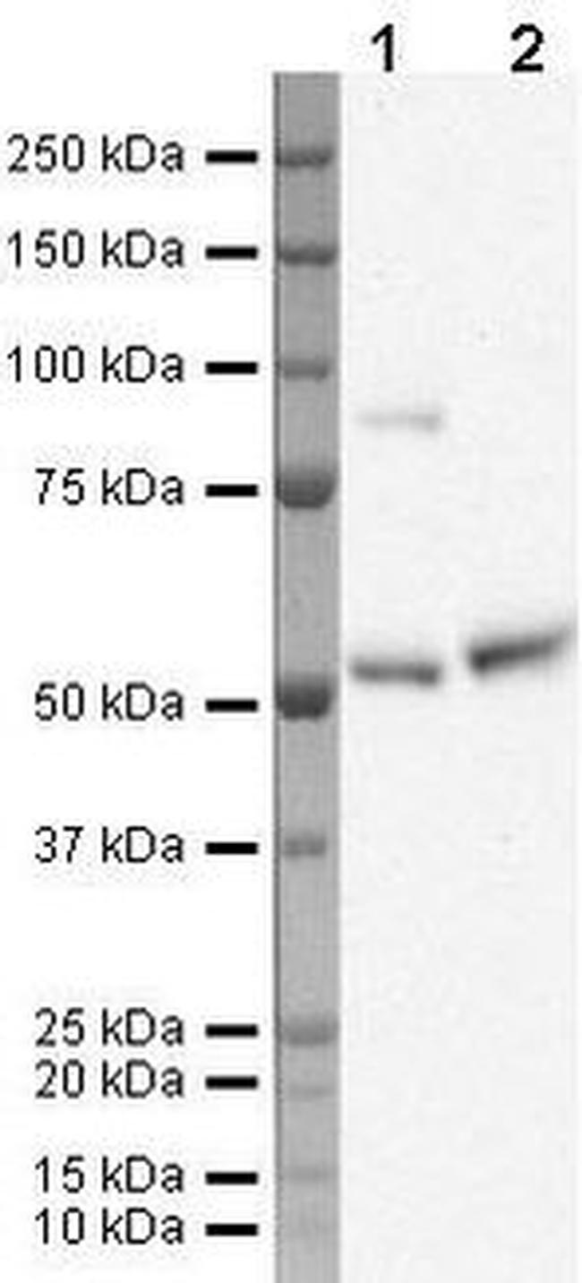 KLF10 Antibody in Western Blot (WB)