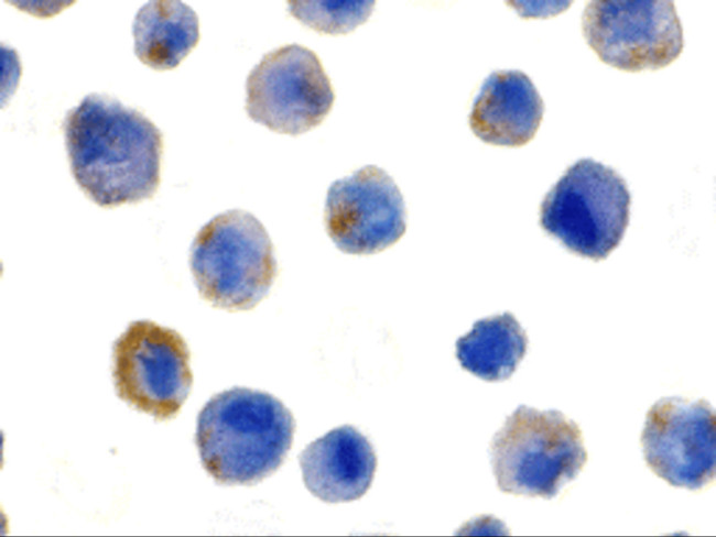 FLIP Antibody in Immunocytochemistry (ICC/IF)