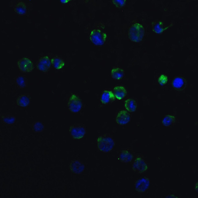 MyD88 Antibody in Immunocytochemistry (ICC/IF)