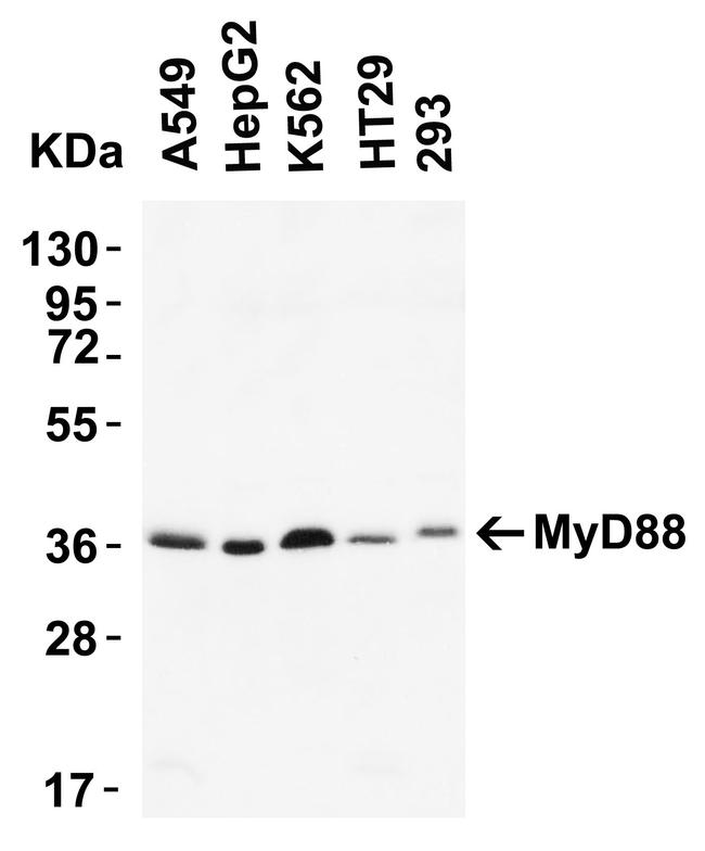 MyD88 Antibody in Western Blot (WB)