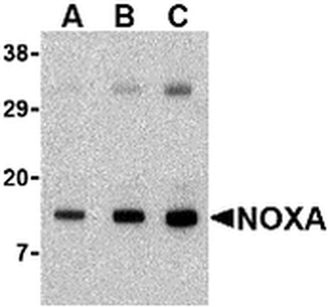 NOXA Antibody in Western Blot (WB)