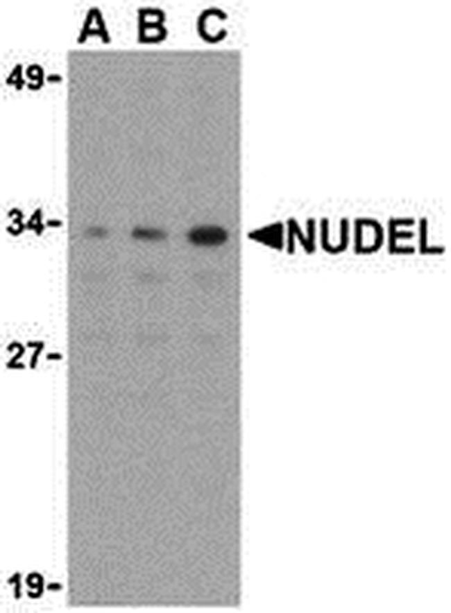 Nudel Antibody in Western Blot (WB)