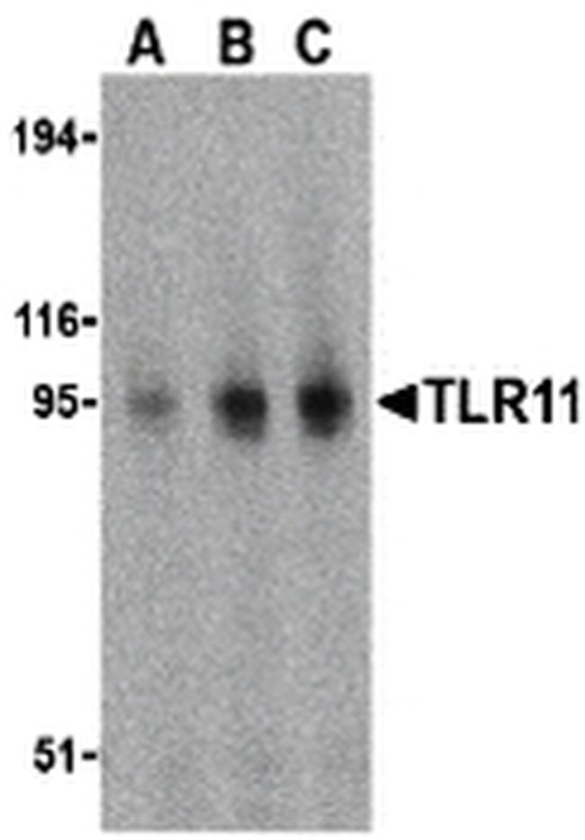 TLR11 Antibody in Western Blot (WB)