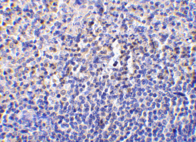 Caspase 1 Antibody in Immunohistochemistry (IHC)