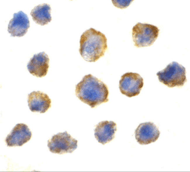 4EBP1 Antibody in Immunocytochemistry (ICC/IF)