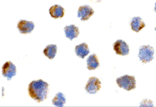 NGFR Antibody in Immunocytochemistry (ICC/IF)