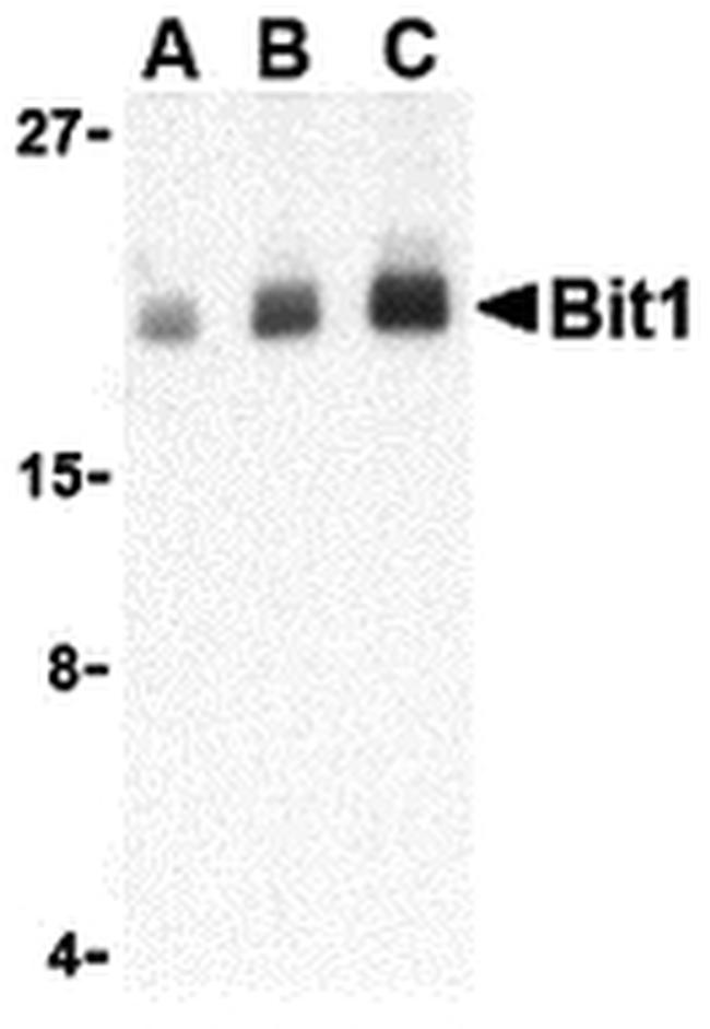 Bit1 Antibody in Western Blot (WB)