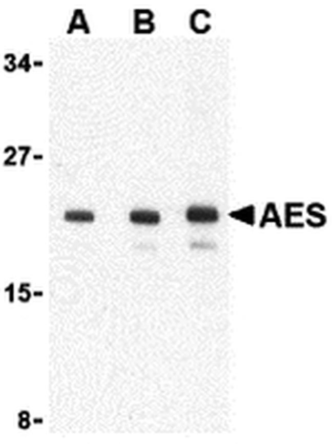 AES Antibody in Western Blot (WB)