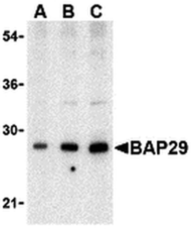 BAP29 Antibody in Western Blot (WB)