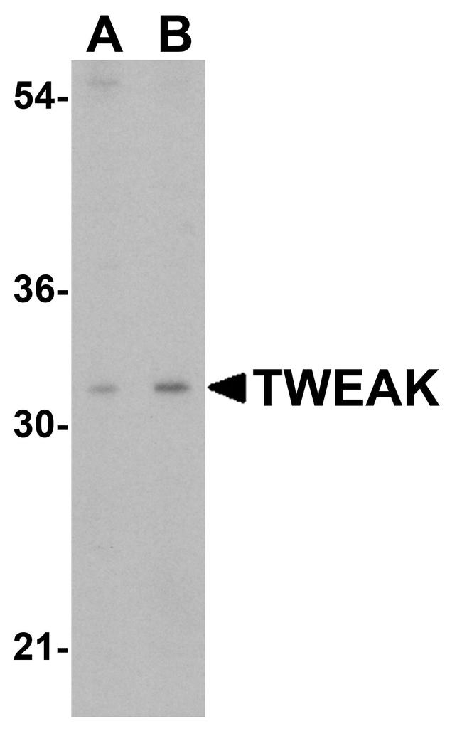 TWEAK Antibody in Western Blot (WB)