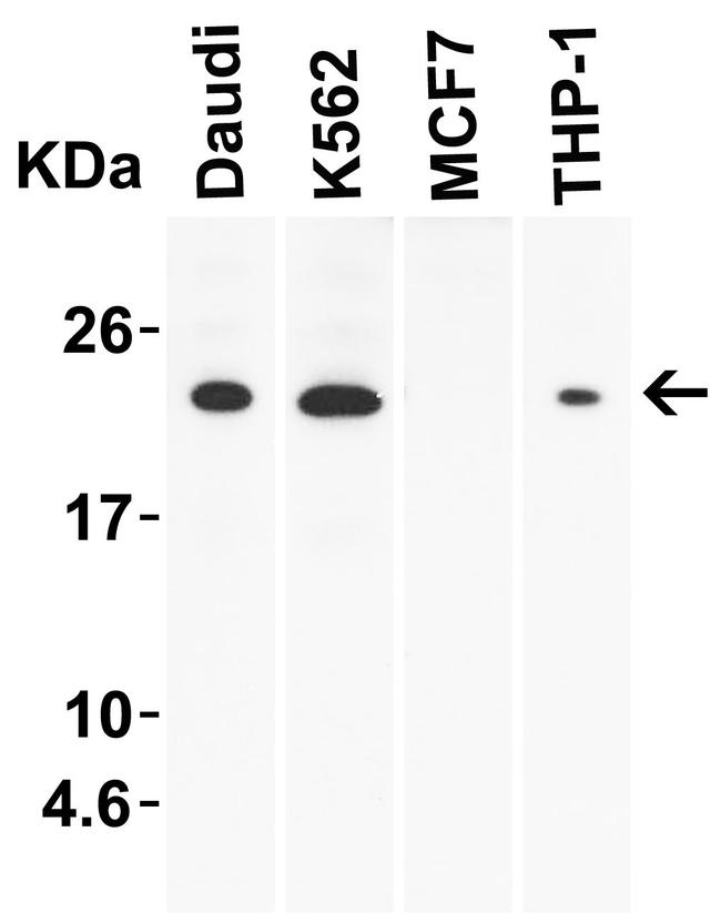 IL-23 p19 Antibody in Western Blot (WB)