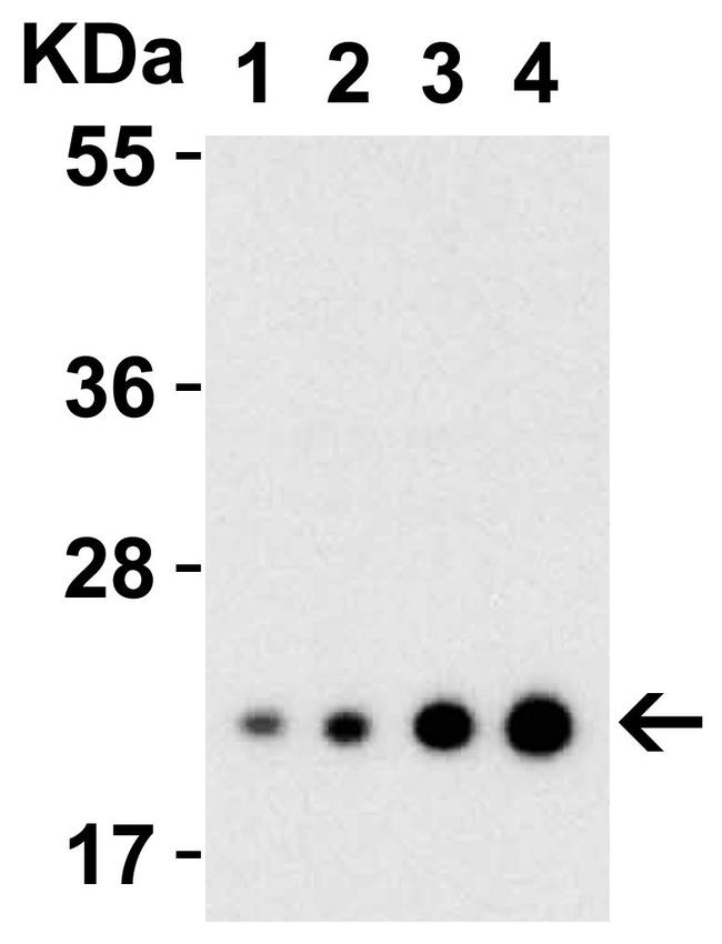 IL-23 p19 Antibody in Western Blot (WB)
