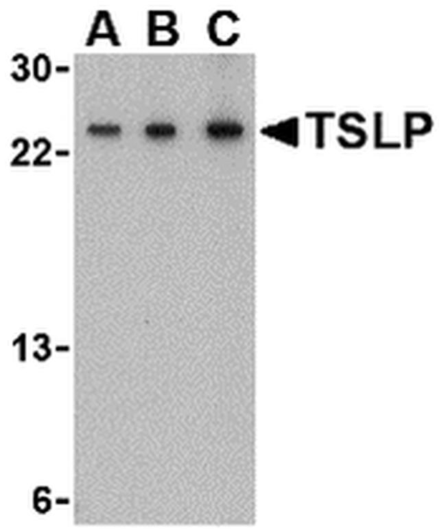 TSLP Antibody in Western Blot (WB)