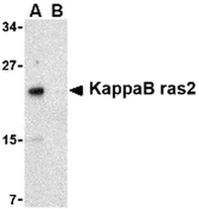 KappaB ras2 Antibody in Western Blot (WB)