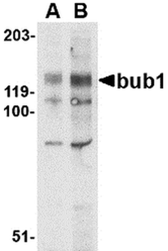 Bub1 Antibody in Western Blot (WB)