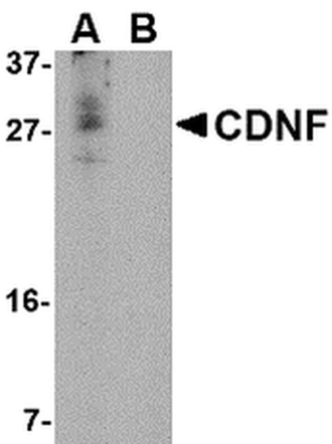 CDNF Antibody in Western Blot (WB)