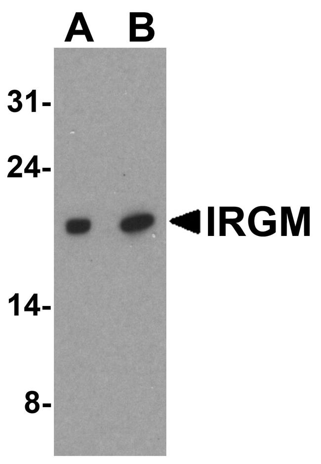 IRGM Antibody in Western Blot (WB)