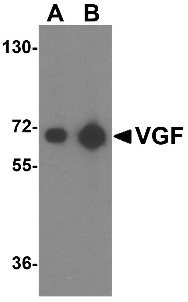 VGF Antibody in Western Blot (WB)