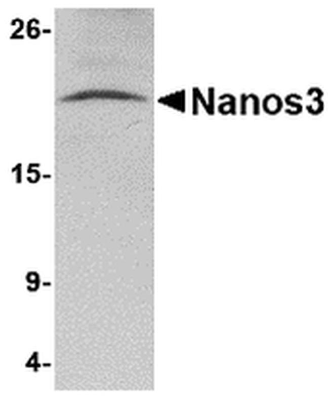 NANOS3 Antibody in Western Blot (WB)
