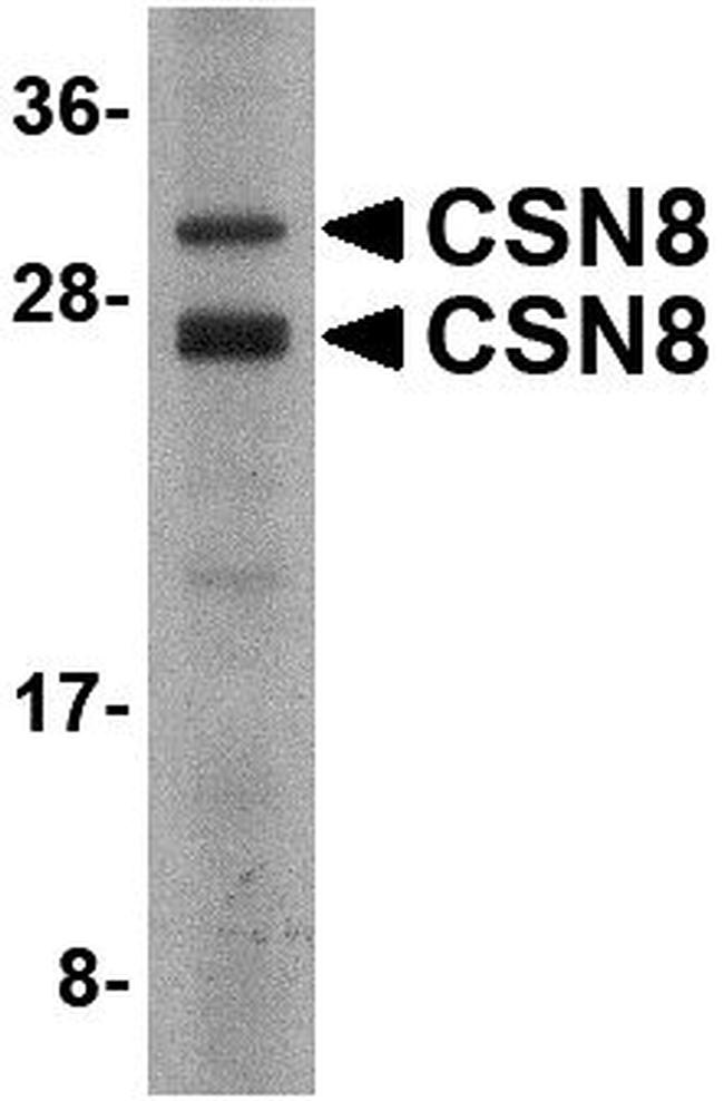 COPS8 Antibody in Western Blot (WB)