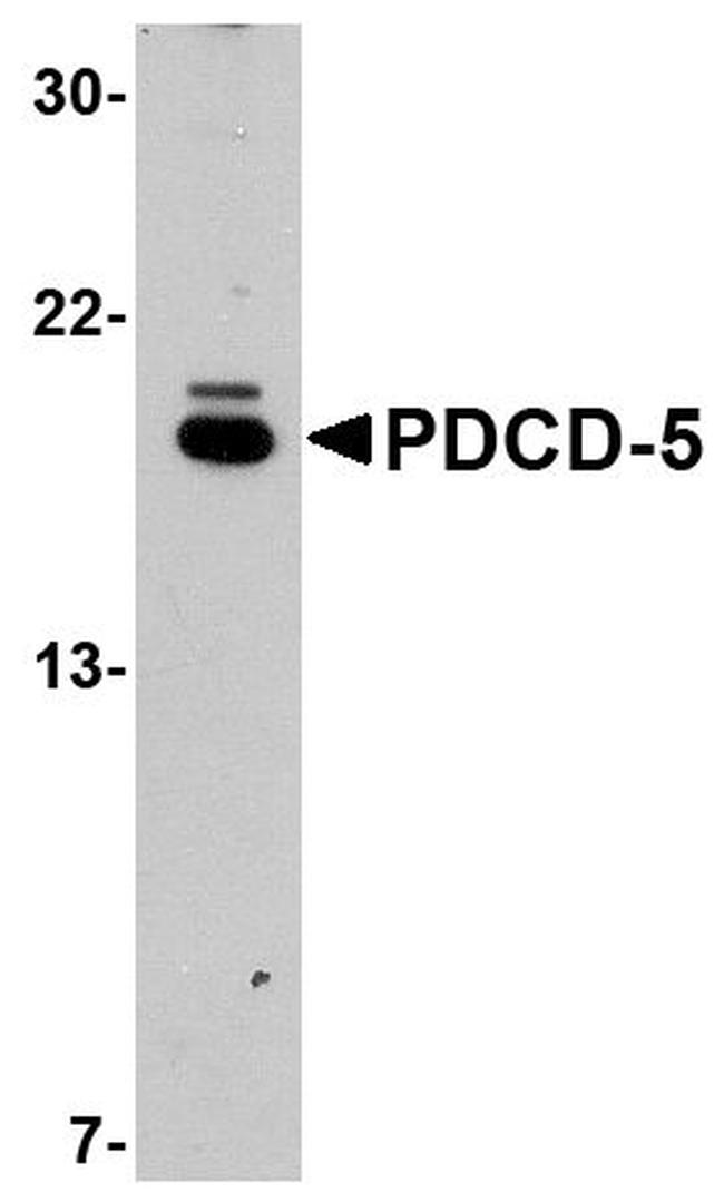 PDCD5 Antibody in Western Blot (WB)