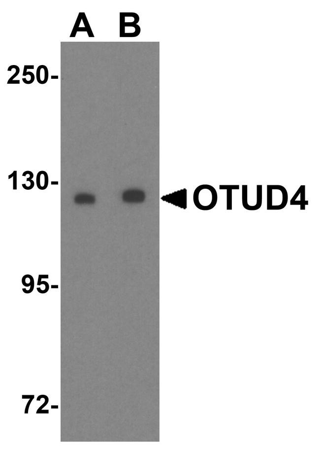 OTUD4 Antibody in Western Blot (WB)