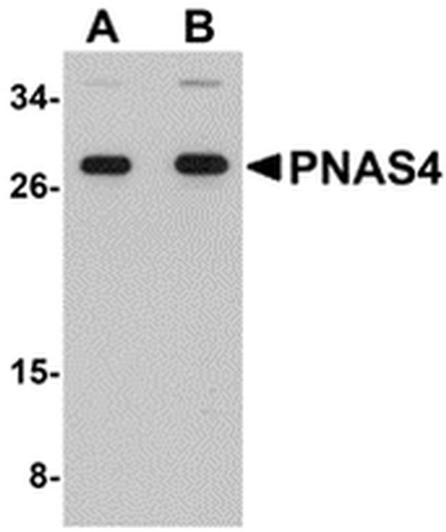 PNAS4 Antibody in Western Blot (WB)