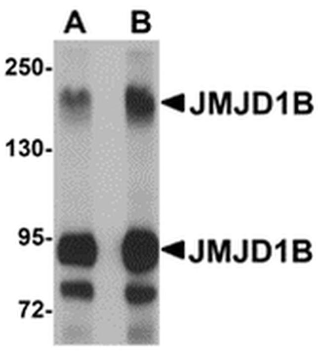 JMJD1B Antibody in Western Blot (WB)