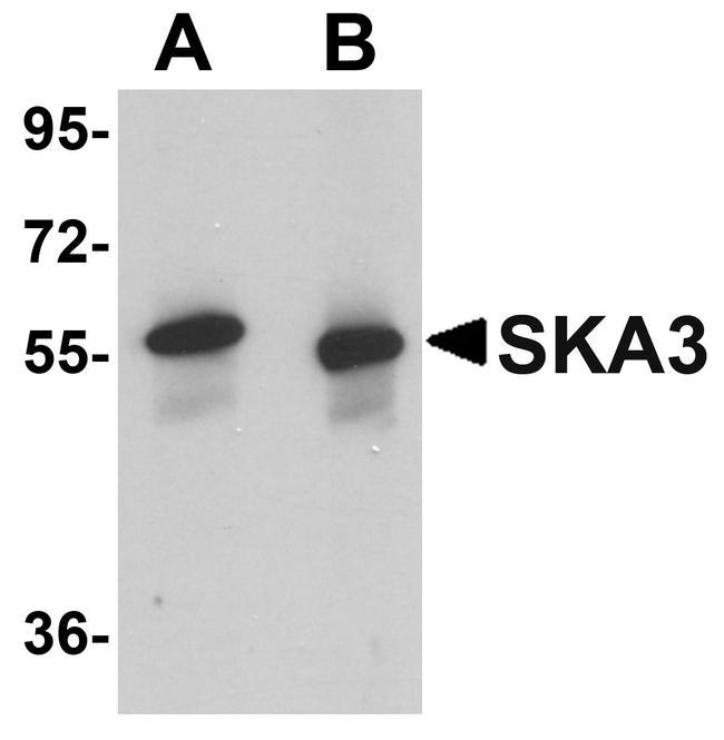 SKA3 Antibody in Western Blot (WB)