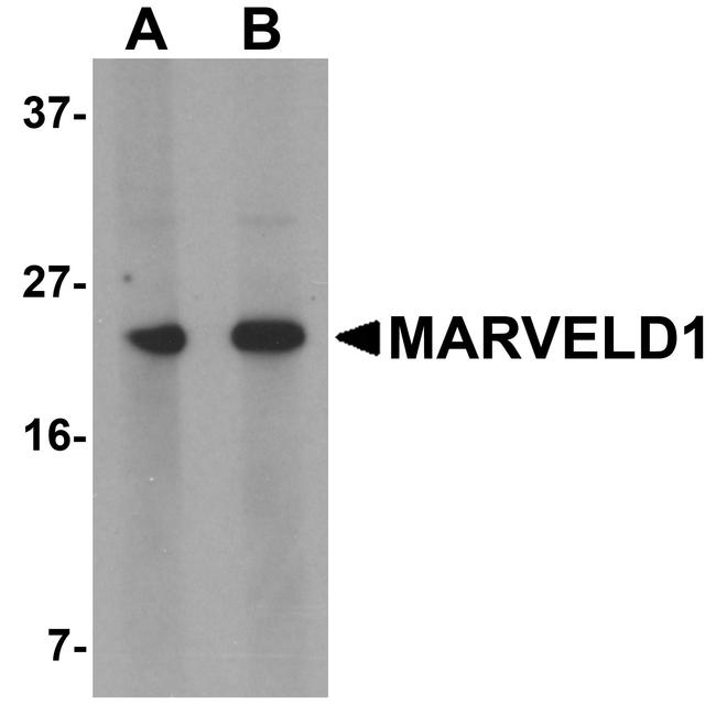 MARVELD1 Antibody in Western Blot (WB)