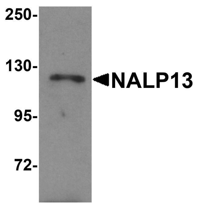 NALP13 Antibody in Western Blot (WB)