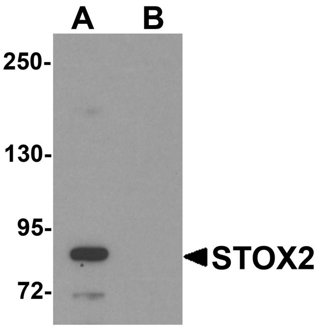 STOX2 Antibody in Western Blot (WB)