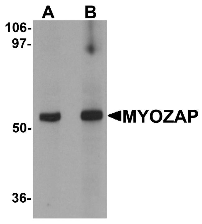 MYZAP Antibody in Western Blot (WB)