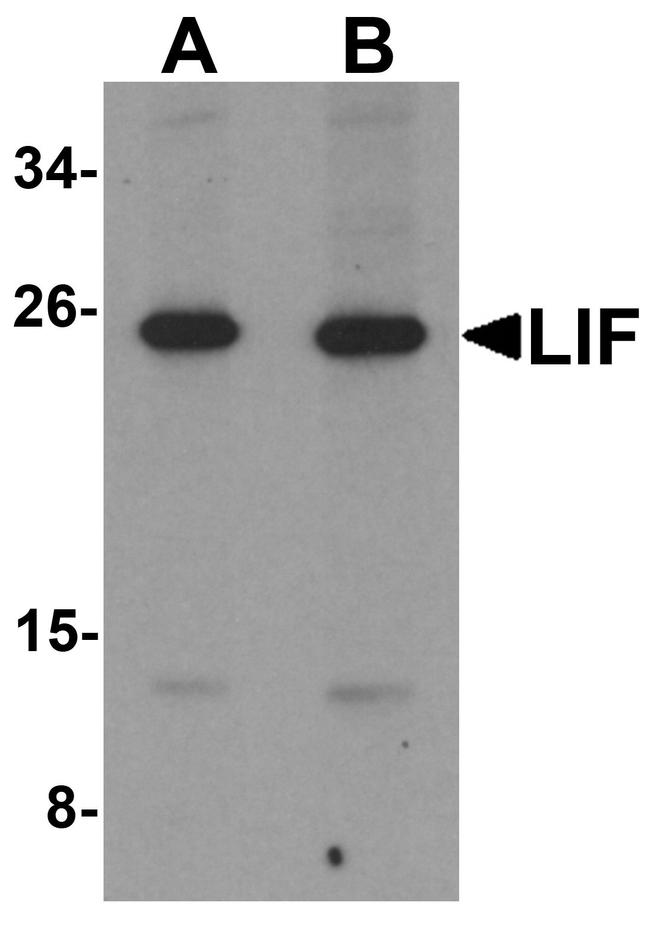 LIF Antibody in Western Blot (WB)