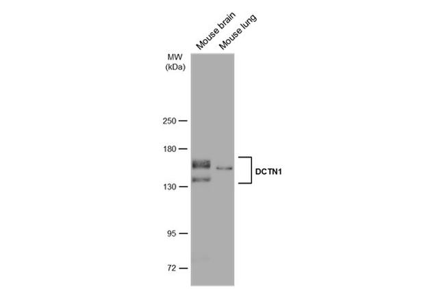 Dynactin 1 Antibody in Western Blot (WB)