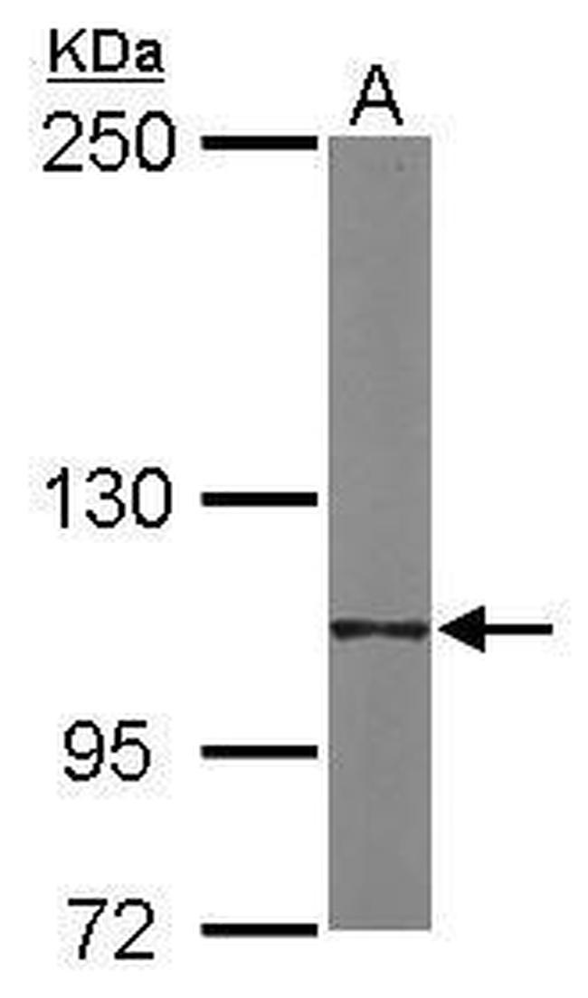 CD49f Antibody in Western Blot (WB)
