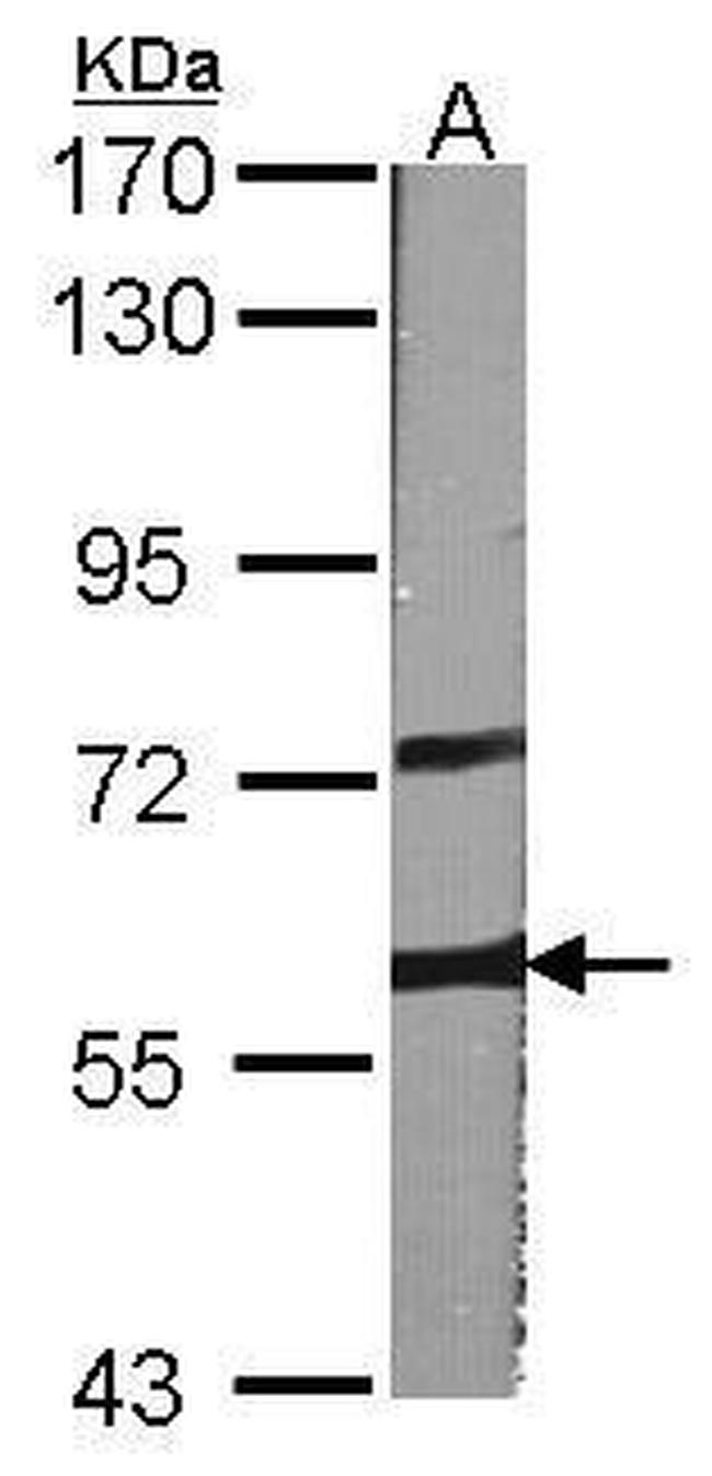 A-Raf Antibody in Western Blot (WB)