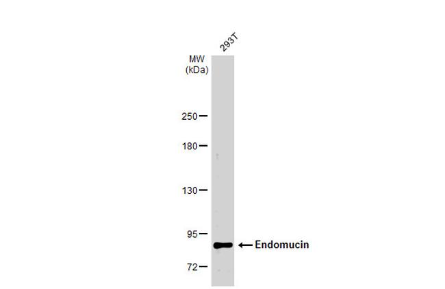 Endomucin Antibody in Western Blot (WB)