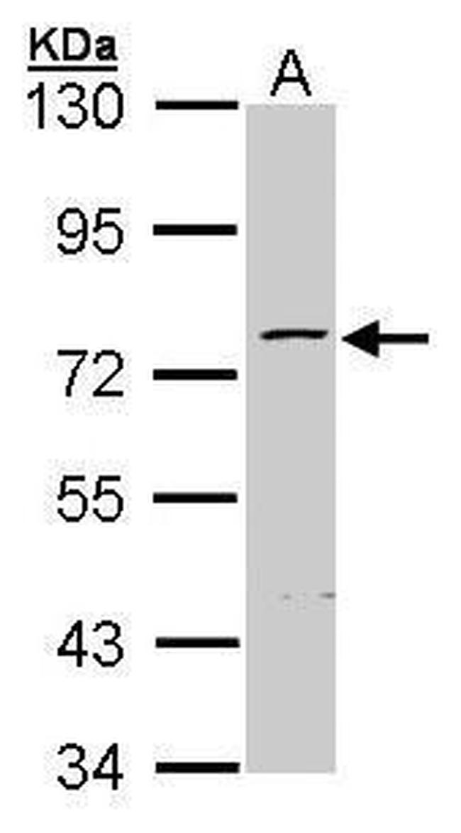 ZNF143 Antibody in Western Blot (WB)