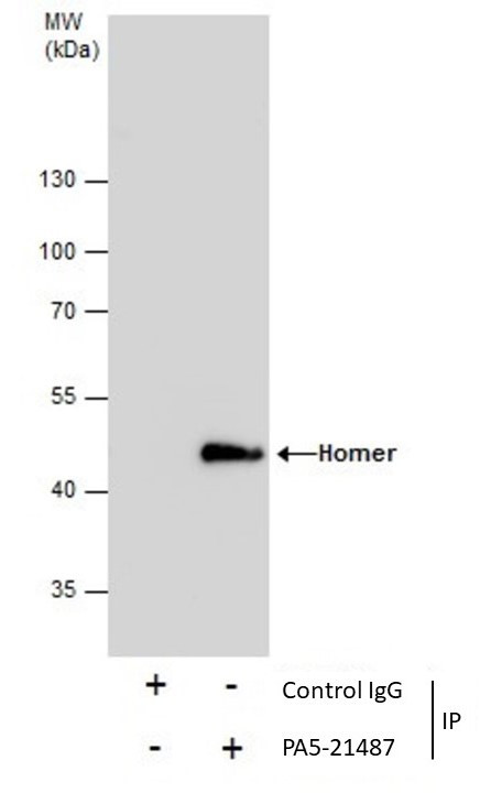 HOMER1 Antibody in Immunoprecipitation (IP)