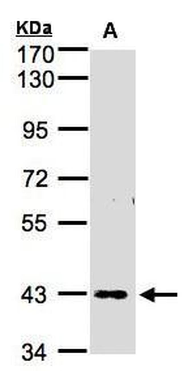 ZNF211 Antibody in Western Blot (WB)