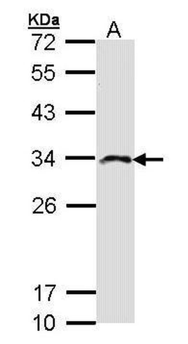 IMPA2 Antibody in Western Blot (WB)