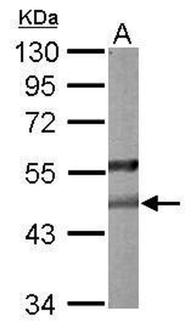 PON2 Antibody in Western Blot (WB)
