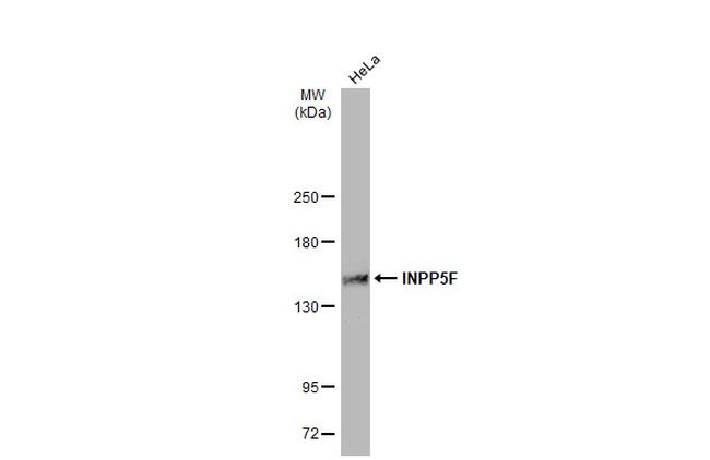 INPP5F Antibody in Western Blot (WB)