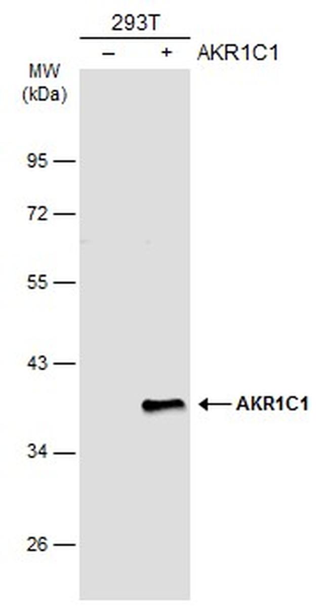 AKR1C1 Antibody in Western Blot (WB)