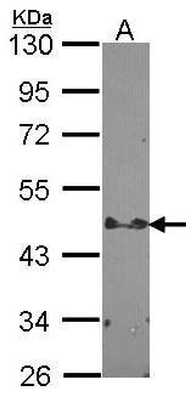 STAP2 Antibody in Western Blot (WB)